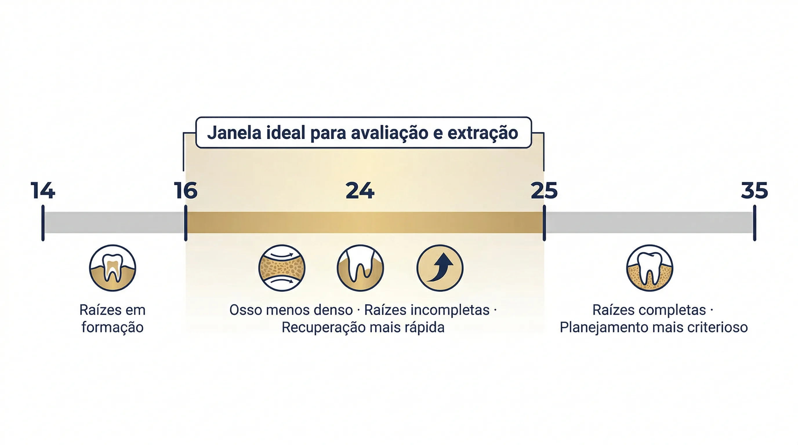 Timeline visual A Janela Ideal para Avaliar o Siso mostrando a faixa de 16 a 24 anos destacada, com ícones indicando formação radicular e densidade óssea.